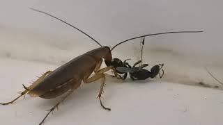 Cucaracha comiendo una hormiga!