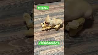 Мирелька нашла себе занятие #chihuahuapuppy #продажачихуахуа #купитьчихуахуа #чихуахуа #собака