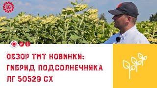 Обзор ТМТ Новинки: гибрид подсолнечника ЛГ 50529 СХ