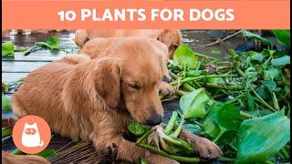 10 PLANTS Safe for DOGS  Dog-Friendly Plants