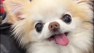 Tiny Cedric Goes Shopping For Cute Dog Toys! | Chihuahua Cedric Vlogs