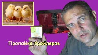 Broiler feeding