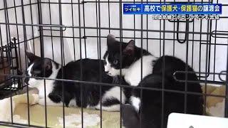 高校で保護犬・保護猫の譲渡会　物価高騰でボランティアも苦境　つなぐ動物の「命のバトン」　広島