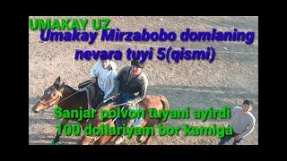 Umakay Mirzbobo domlaning nevara tuyi 5(qismi)31.10.2022