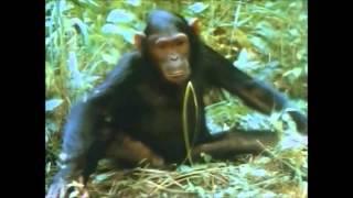 The Chimps of Gombe Part 1