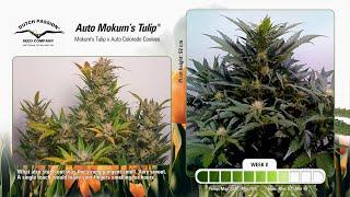 Auto Mokum's Tulip - Time-Lapse of Growing Cannabis