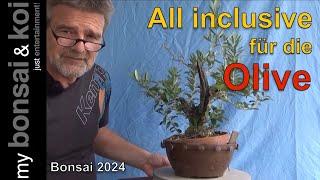 Bonsai 2024-50 - Olive - Olea - All inclusive für das mediterrane Gewächs