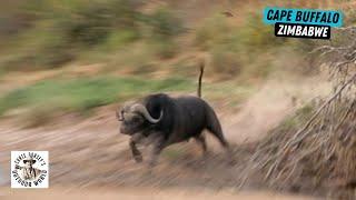 Dangerous Shot at a Cape Buffalo on the Run