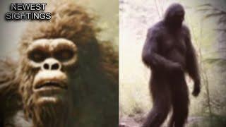 Top 10 NEW Bigfoot Videos *CLEAR FOOTAGE*