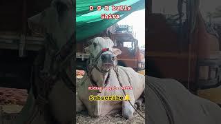 #D G R bulls #shiva bull#youtube Triending video#annimals  update video#subscribe  my channel
