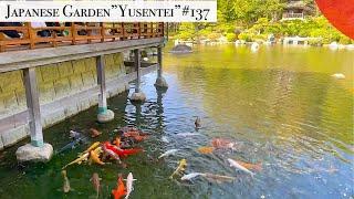 Japanese garden  Yusentei koipond (Fukuoka, Japan)