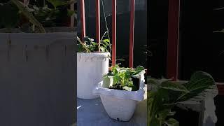 Vegetables at the Rooftop Garden