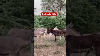 Donkeys show️#foryou#viralvideo#shortvideo #shorts#reels#reel#video#donkeyshow#animals#animal#short