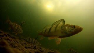 Yellow Perch Ice Fishing with Fish Eye View - Awesome Underwater Hook ups on GoPro Hero