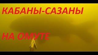 Большие Сазаны на Яме!Тактика охоты на Сазана днем в Залежке!