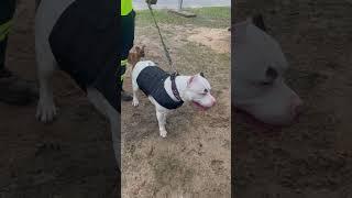 I’m scared of dogs! #dogs #scared #Jeffersonsisters #shorts