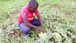 Making Millions from Watermelon farming in Northern Uganda