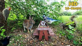 10-hour Dog & Cat TV  Bunnies , Squirrels & Birds  chase each other around the honeysuckles.