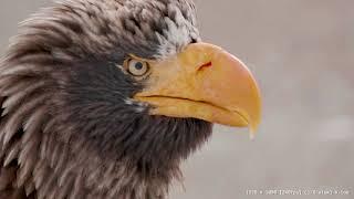 4K:Panasonic GH5S Test｜WildBard [Steller's sea eagle / White-tailed eagle] Rausu Hokkaido Japan