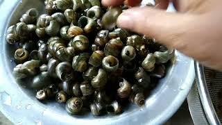 How to cook yummy snail curry. Sikabook mwi sungkha tini.