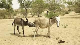 Donkey mating video