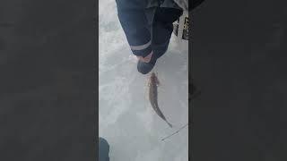 catching sauger on the river