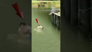 Buaya besar mengejar orang yang sedang berenang di sungai. #animals #amazing #crocodile