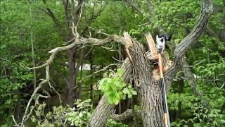 Felling trees with drones, bow and arrow, string and 24ft pole saw