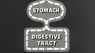 STOMACH ----- DIGESTIVE TRACT