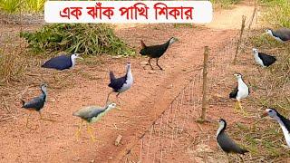 A Flock Of Birds Hunting | Excellent Bird Trap | Water Cock Bird Catching Video | Bird Story |