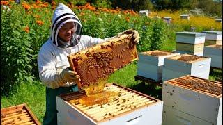 How Farmers Harvest and Process Millions of Liters of Honey Annually