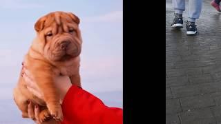 sharpei girl dilute Acacia of Solar Land Muzzle Crew