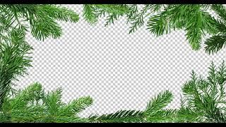 Green Branches Of Pine Tree Background | Green Screen HD 4K