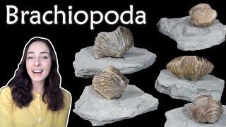 Brachiopoda - Invertebrate Paleontology | GEO GIRL