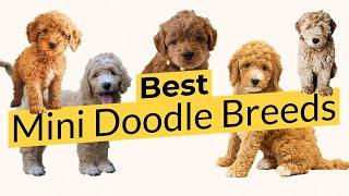 Best Mini Doodle Breeds! 