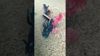 My Tiamat figure collection #collection #diy #craft #show #shorts #tiamat #dragon #art #artandcraft