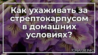 Как ухаживать за стрептокарпусом в домашних условиях? | toNature.Info