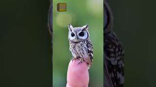 Small Animals | Cute Animals #shorts