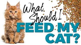 Wet or Dry Cat Food: Which One Is Best for Your Cat?