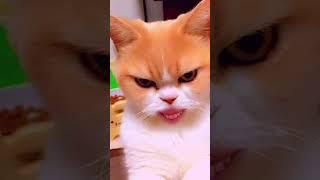 No Cats were harmed in the making #snapcat #funny #memes #cat #comedy  #viralshorts #laughterenergy