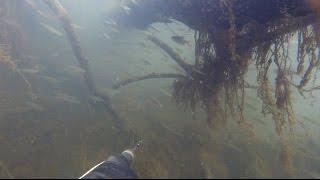 Spearfishing spring 2016