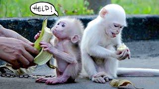 Ruby and Mom are helpless when they want to help the poor baby monkey