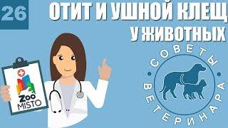 Отит и ушной клещ у домашних животных | Что такое отит | Симптомы ушного клеща | Советы ветеринара