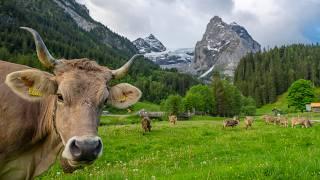 Summer in Switzerland - High season in the Bernese Oberland and Co.