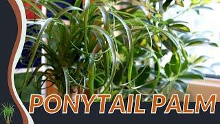 The Beginners Guide to Growing PONYTAIL PALM! (Beaucarnea recurvata)🪴