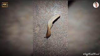 Snail  -  Rare Amazing the Snail without Shell 60fps 4K Macro Shot HDR! | @LogithOfficial #shorts