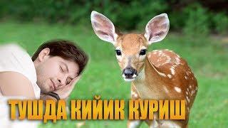 Туш табири - Тушда кийик куриш