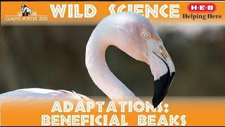 WILD SCIENCE- Beneficial Beaks