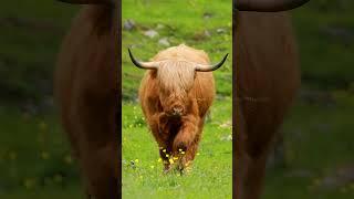Highland Cows Graze walking #nature #wildlife #graze #cattle #cow #beautiful HA06416