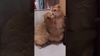 #cat #dance #funny #0019 #1000subscriber #160_4v #192 #2000